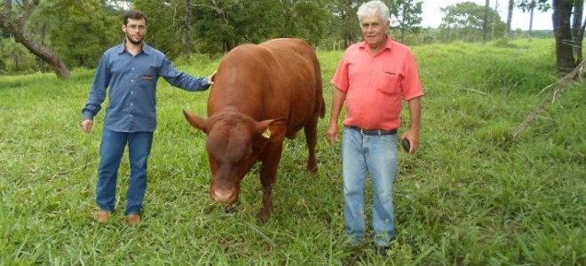 FAZENDA DE ALCINÓPOLIS É MODELO NA CRIAÇÃO DE GADO SENEPOL