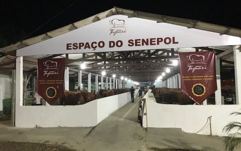 EXPOACRE 2017 SEDIA PRIMEIRO LEILÃO DE SENEPOL NO NORTE