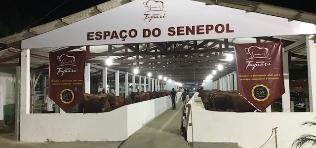 EXPOACRE 2017 SEDIA PRIMEIRO LEILÃO DE SENEPOL NO NORTE